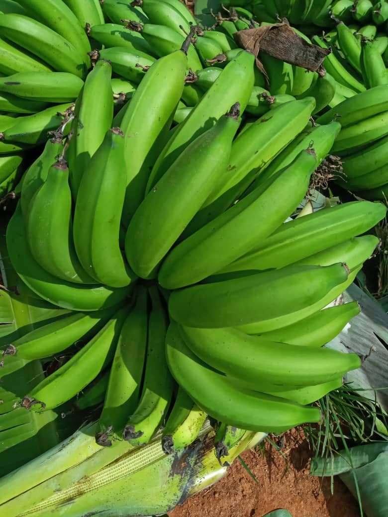 Zielone Banany (Sahel Agri-Sol / domena publiczna)