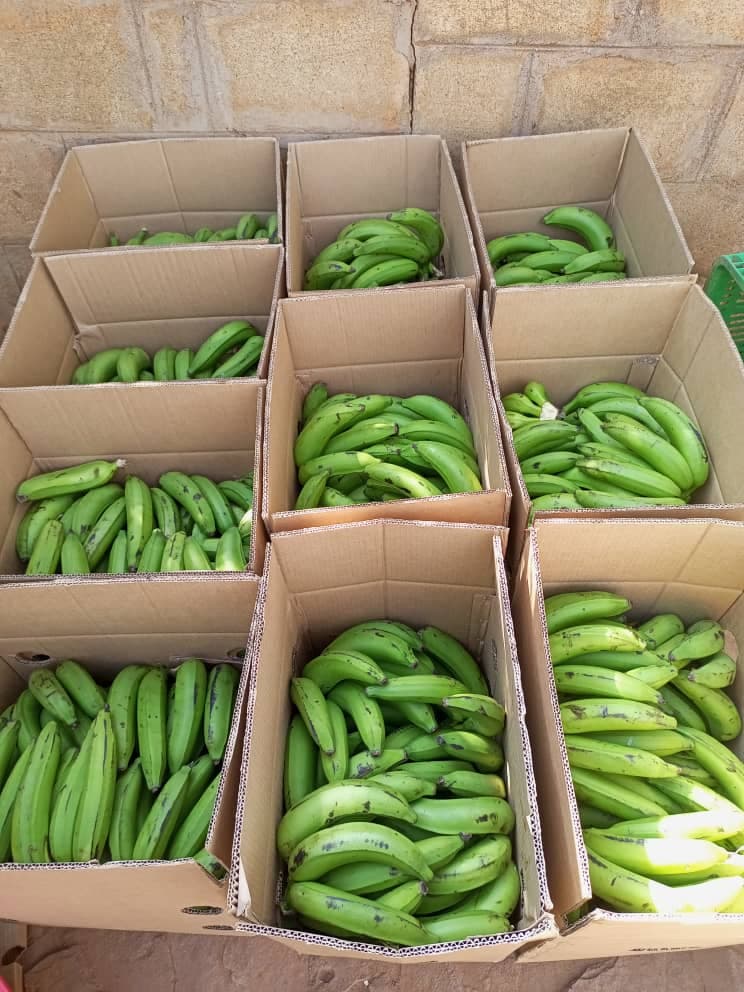 Fresh bananas ready for shipping by air cargo (credit: Sahel Agri-Sol / Public Domain)