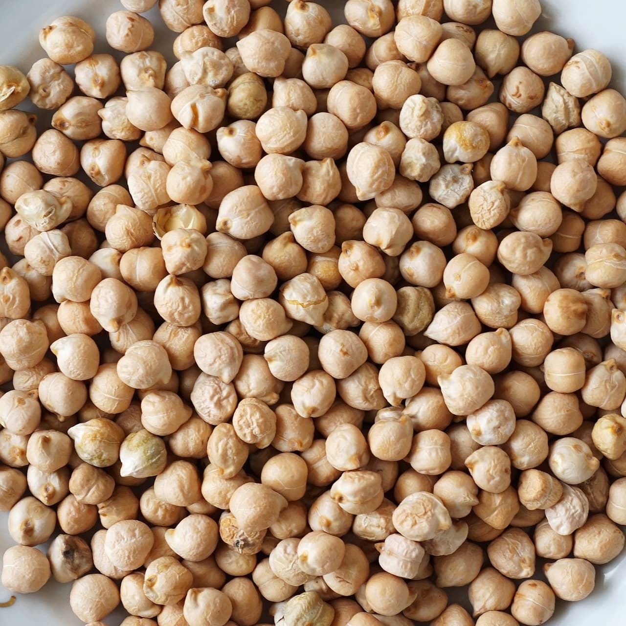 Chickpea (Pixabay / public domain)