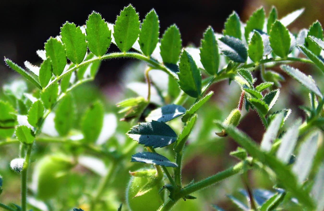 Chickpea plant (Pixabay / public domain)