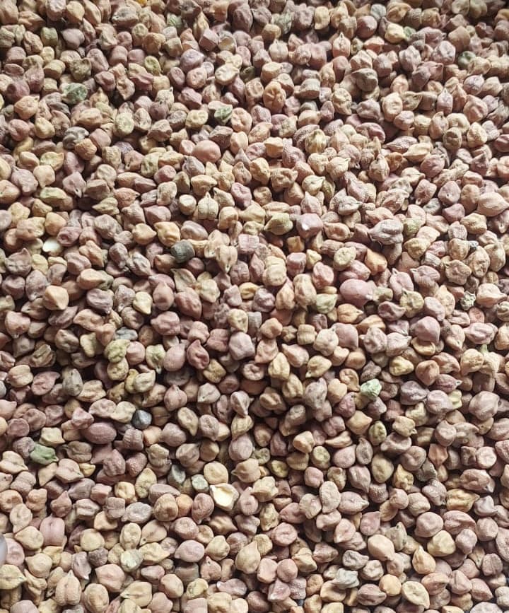 Chickpea (Sahel Agri-Sol / public domain)