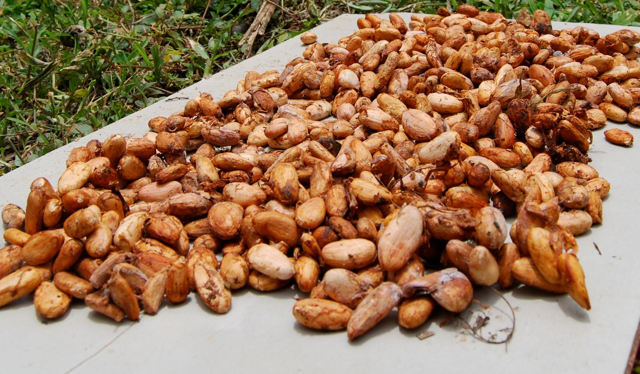 Granos de cacao secándose al sol (crédito: Yannick B. Gélinas / Flickr CC BY-NC 2.0)