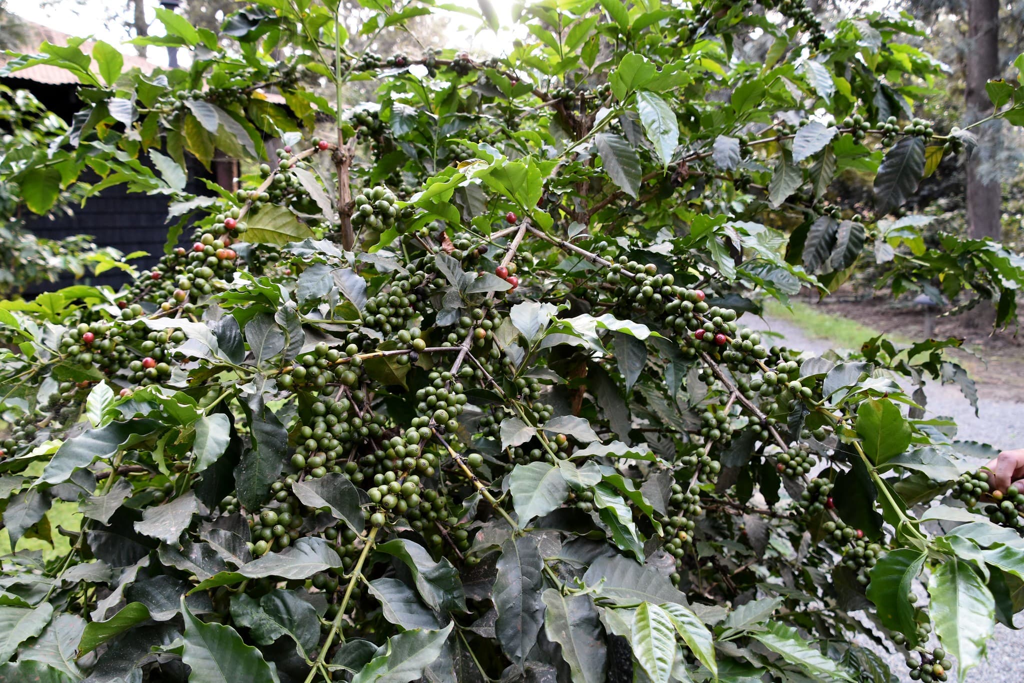 Coffee tree (credit: Richard Mortel / Flickr CC BY 2.0)