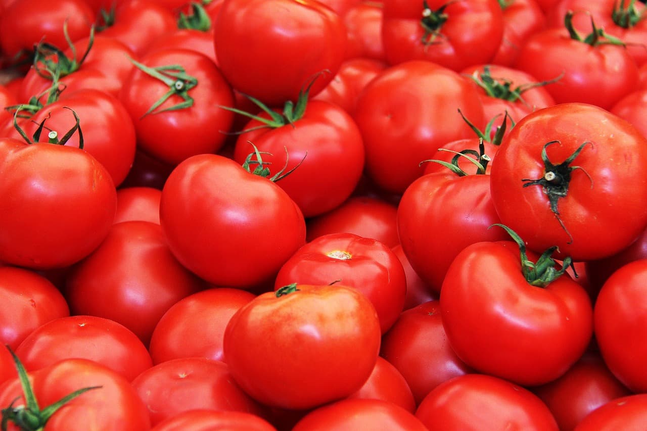 Fresh tomatoes (public domain)