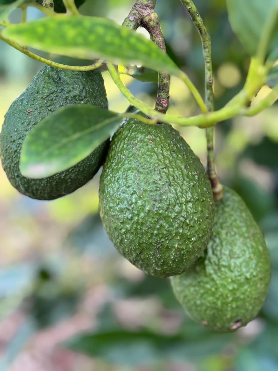 Frutti di avocado (credito: Sahel Agri-Sol / Dominio pubblico)