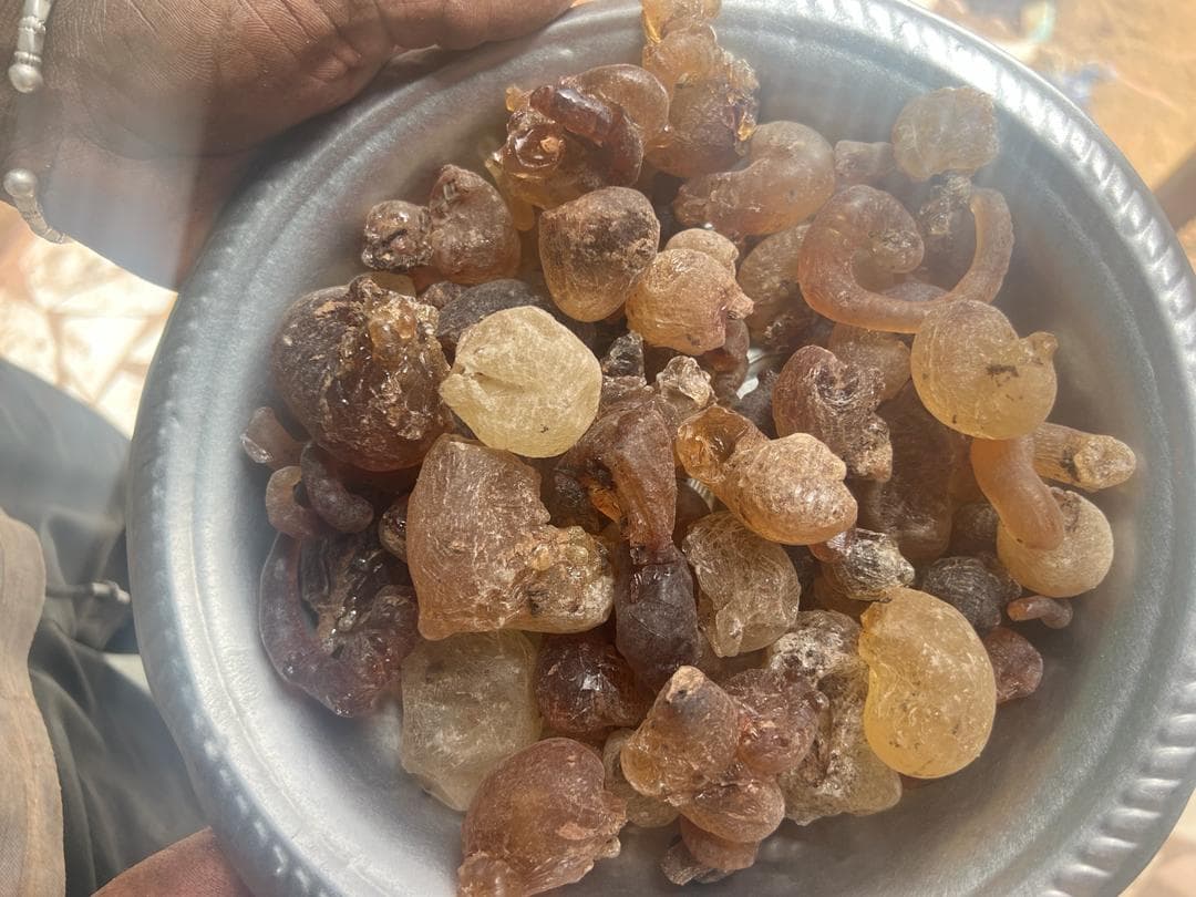 Goma arábiga - Grado industrial (Sahel-Agrisol / dominio público)