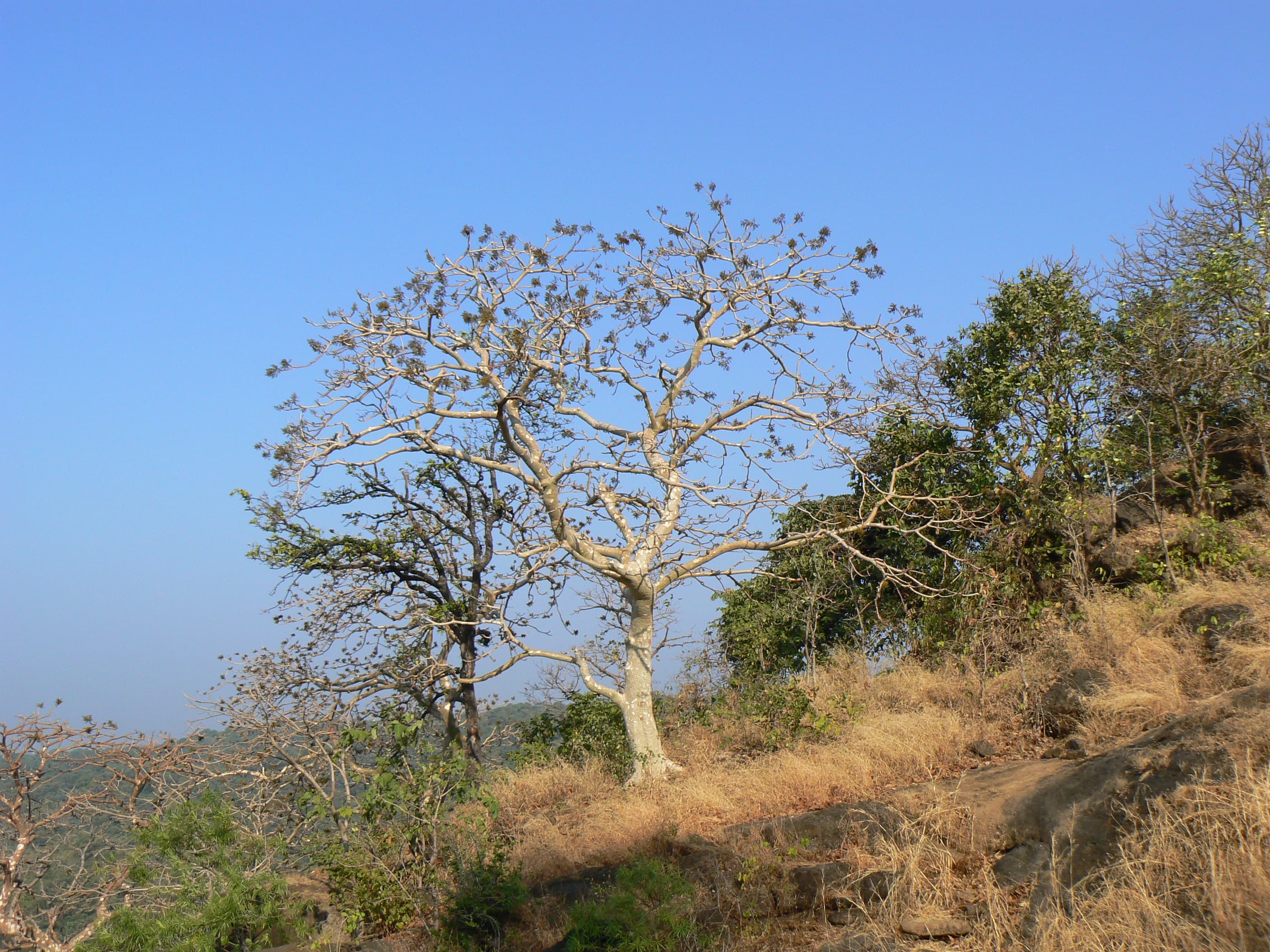 Karaya tree (Dinesh Valke / Flickr CC BY-SA 2.0)