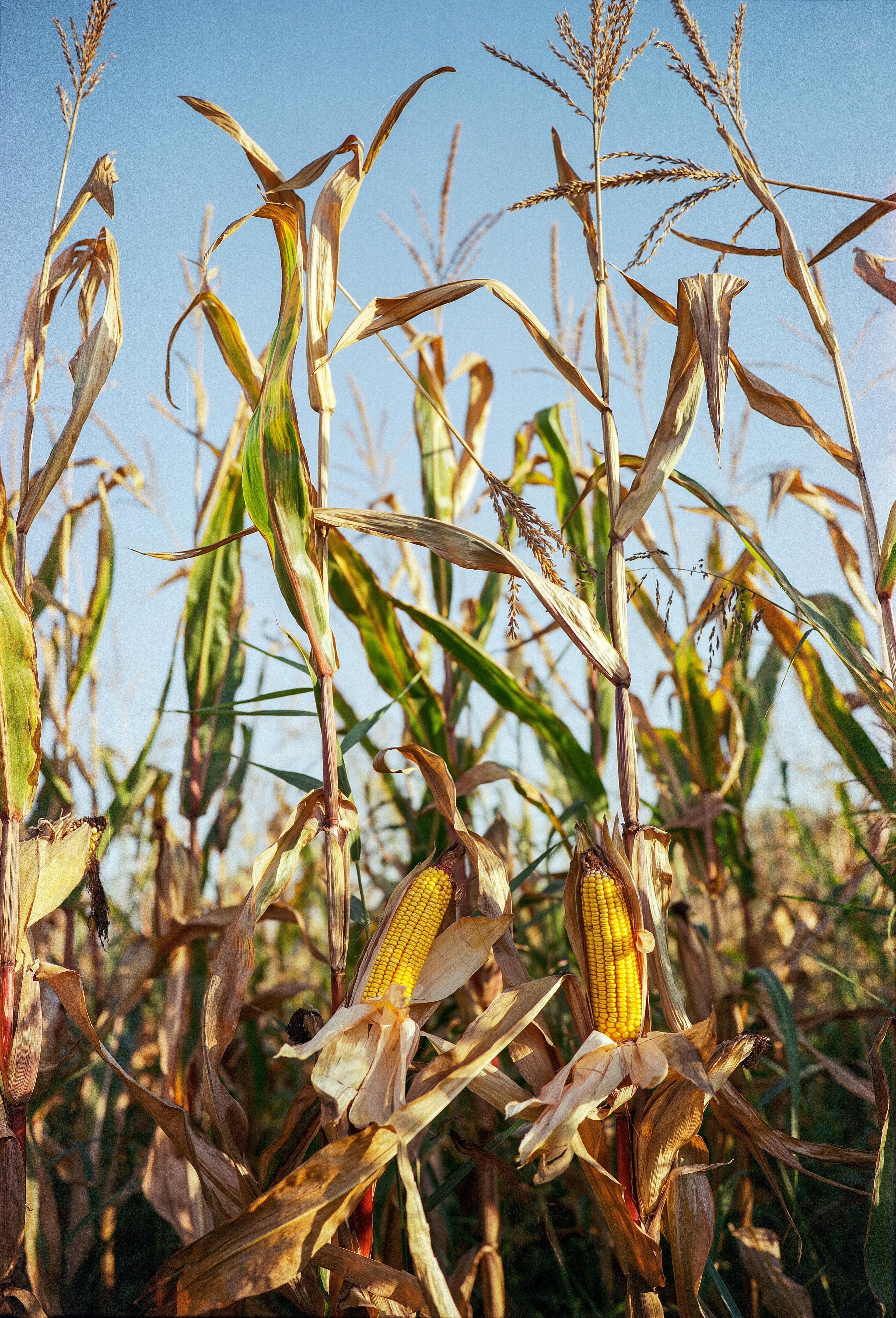 Campo de maíz (crédito: Balázs Benjamin / Pexels / Dominio público)