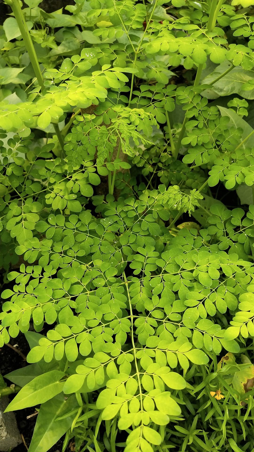 Moringa plants (Pixabay / public domain)