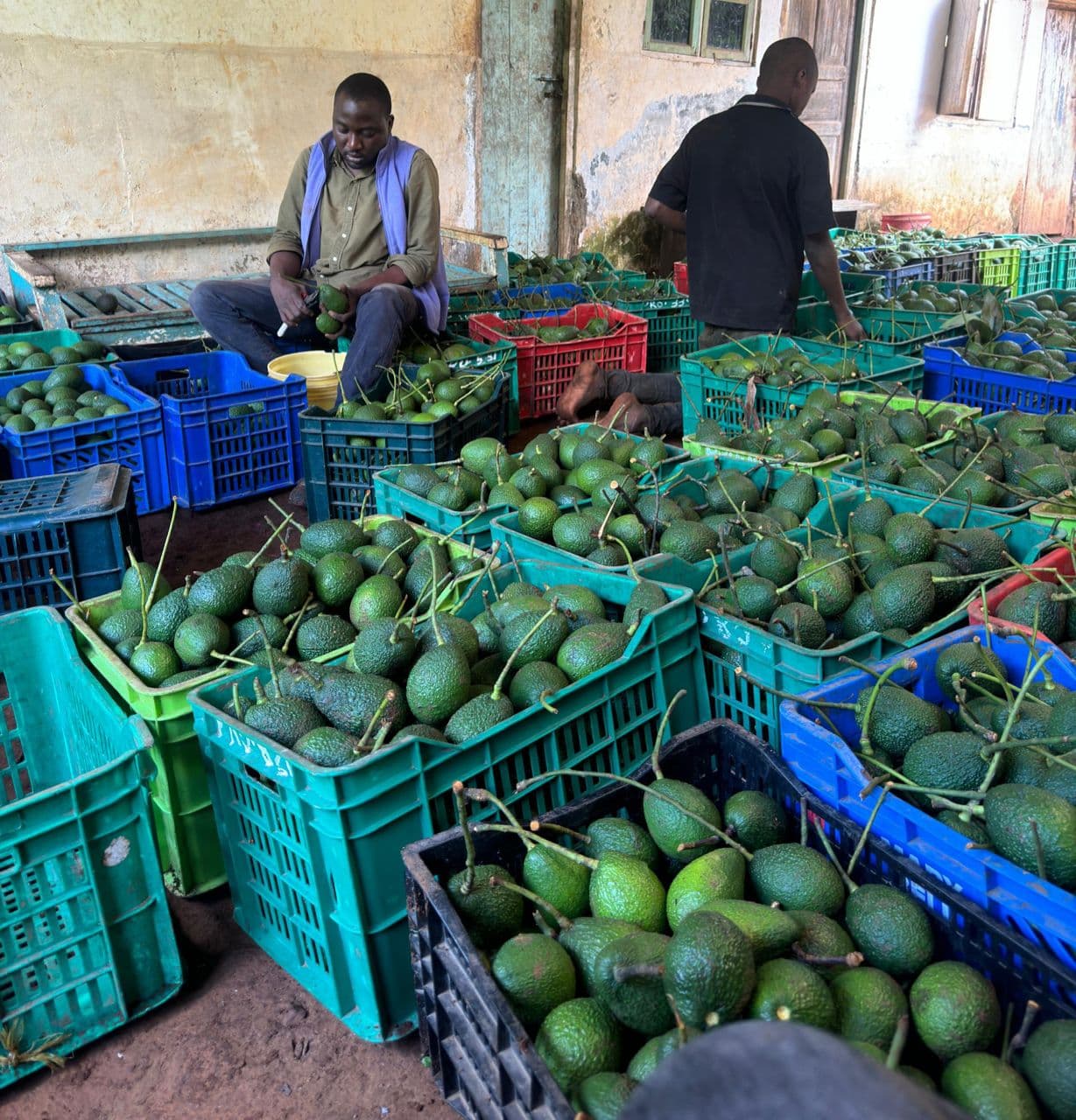 Avocadi (credito: Sahel Agri-Sol / Dominio pubblico)