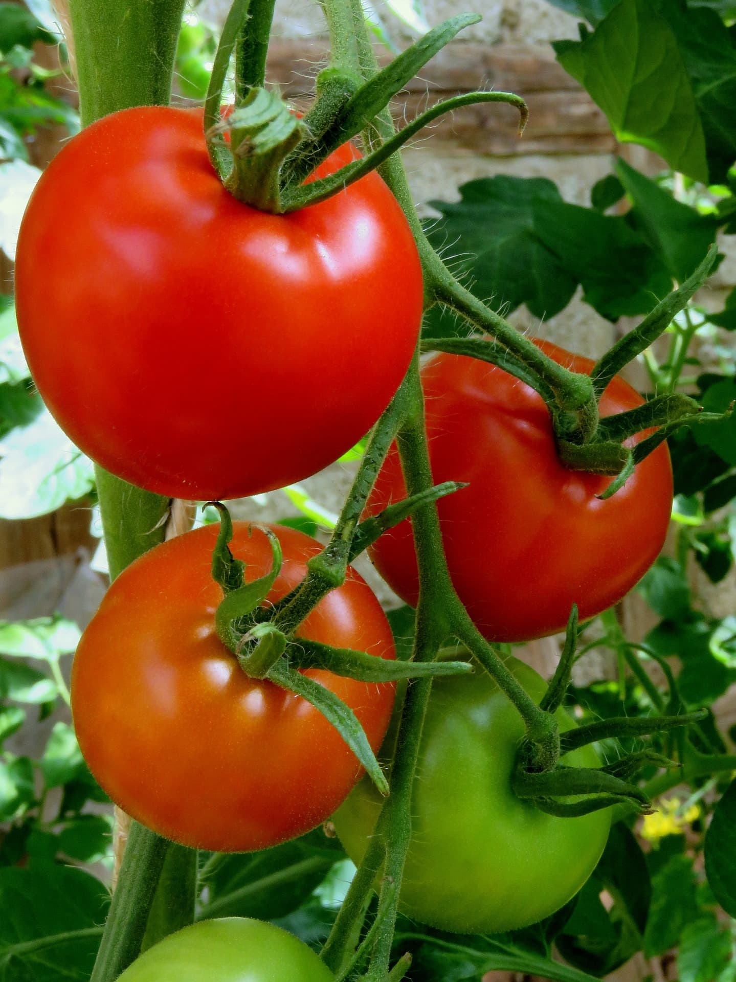 Tomato plant (public domain)