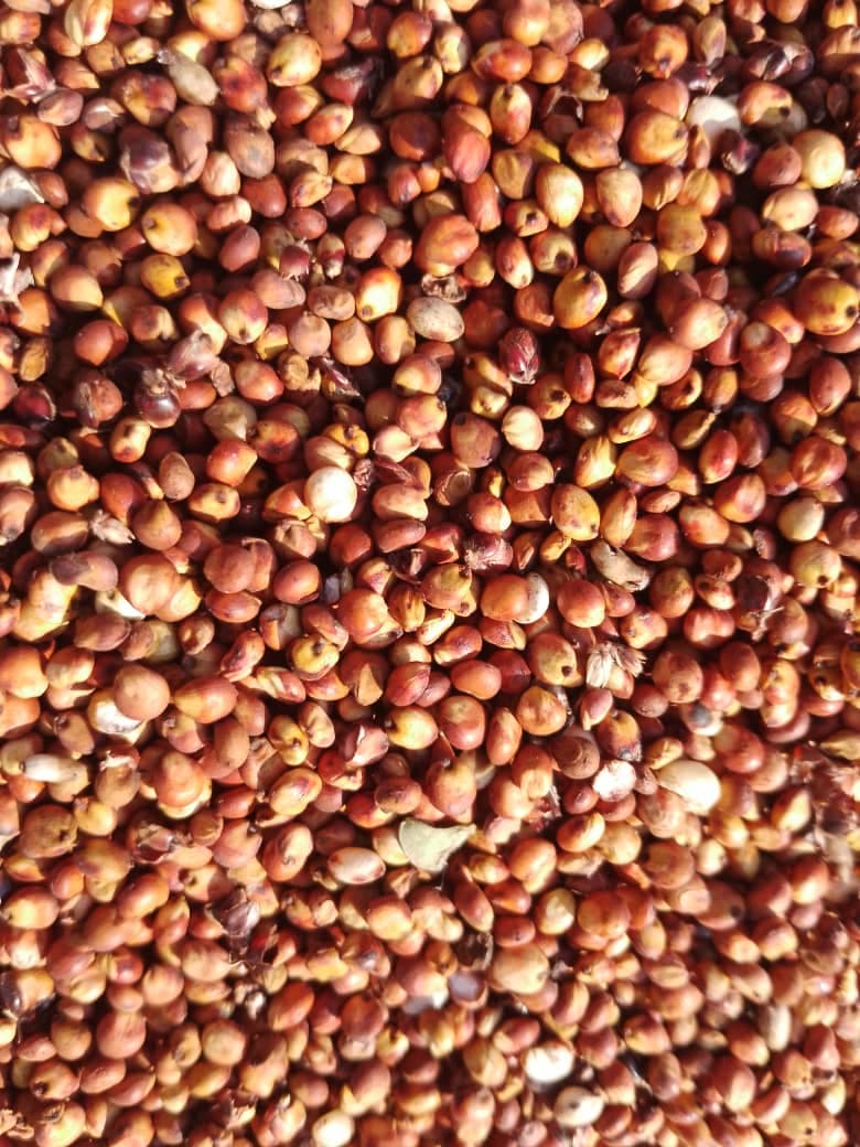 Red sorghum (credit: Sahel Agri-Sol / Public domain)