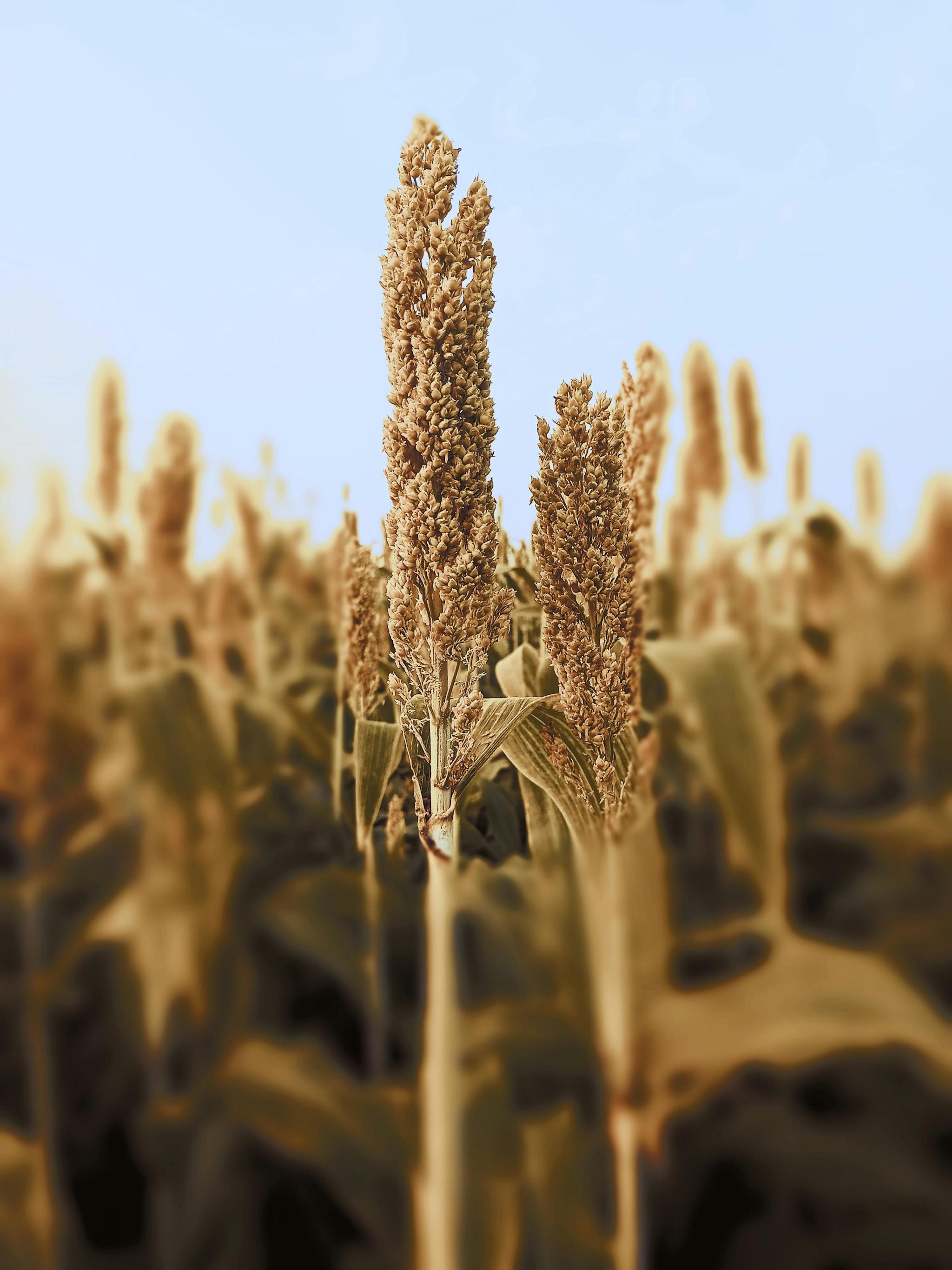 Sorgum field (credit: Nitesh Yadav / Pexels / Public domain)