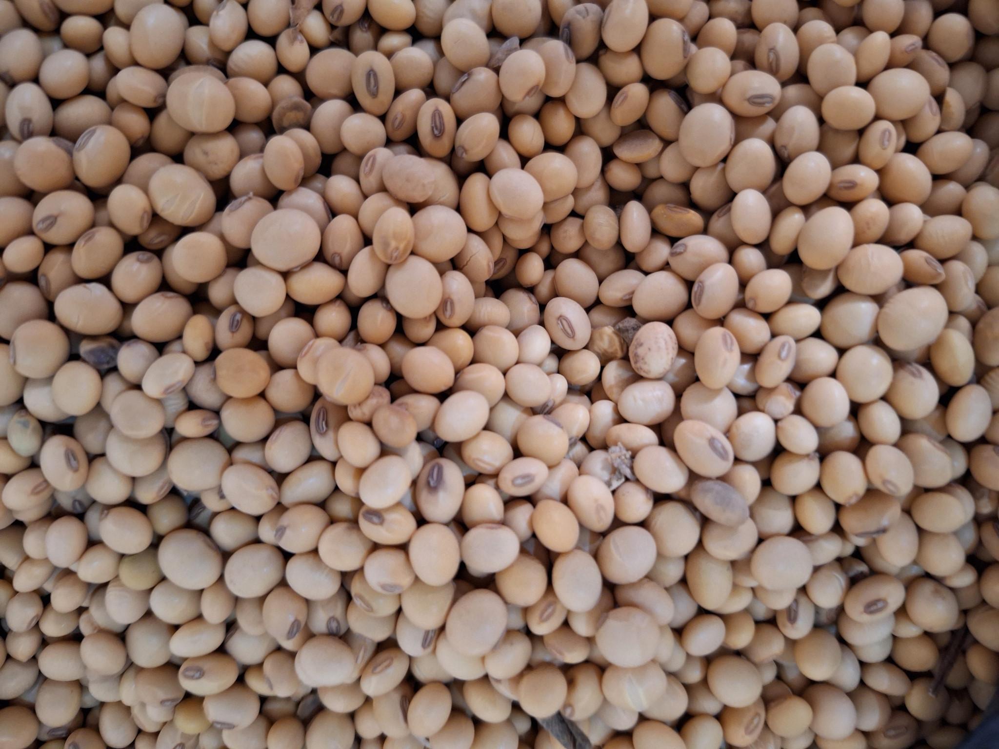 Soybean grains (credit: Sahel Agri-Sol / Public domain )