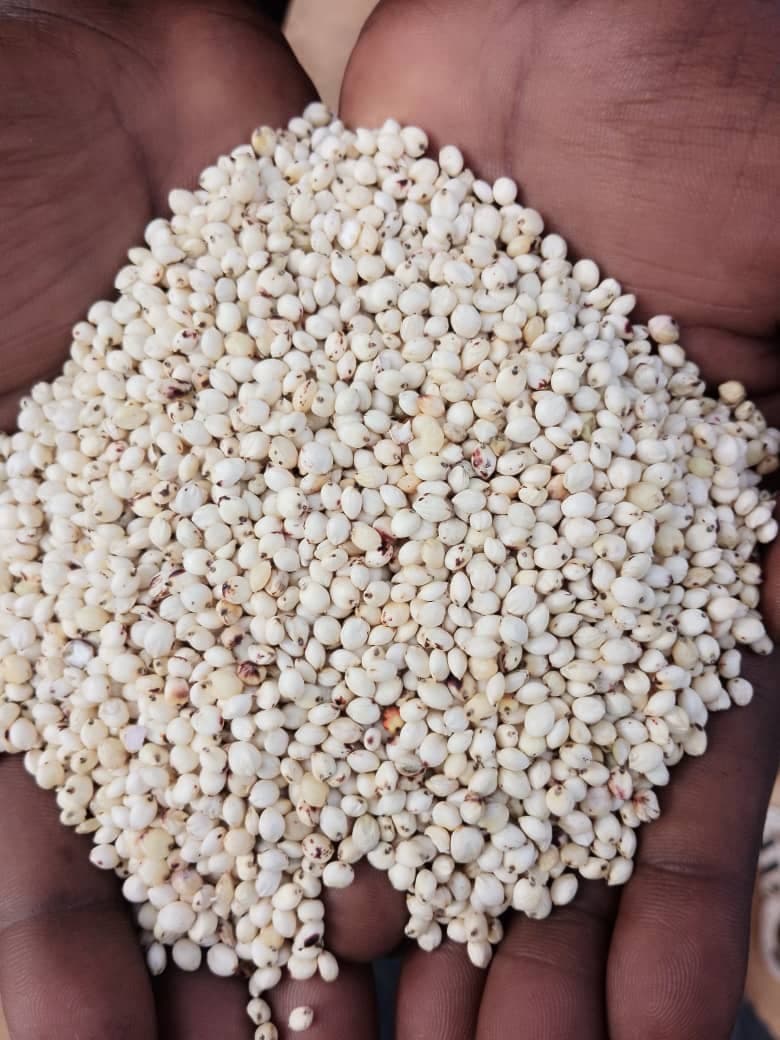 White sorghum (credit: Sahel Agri-Sol / Public domain)