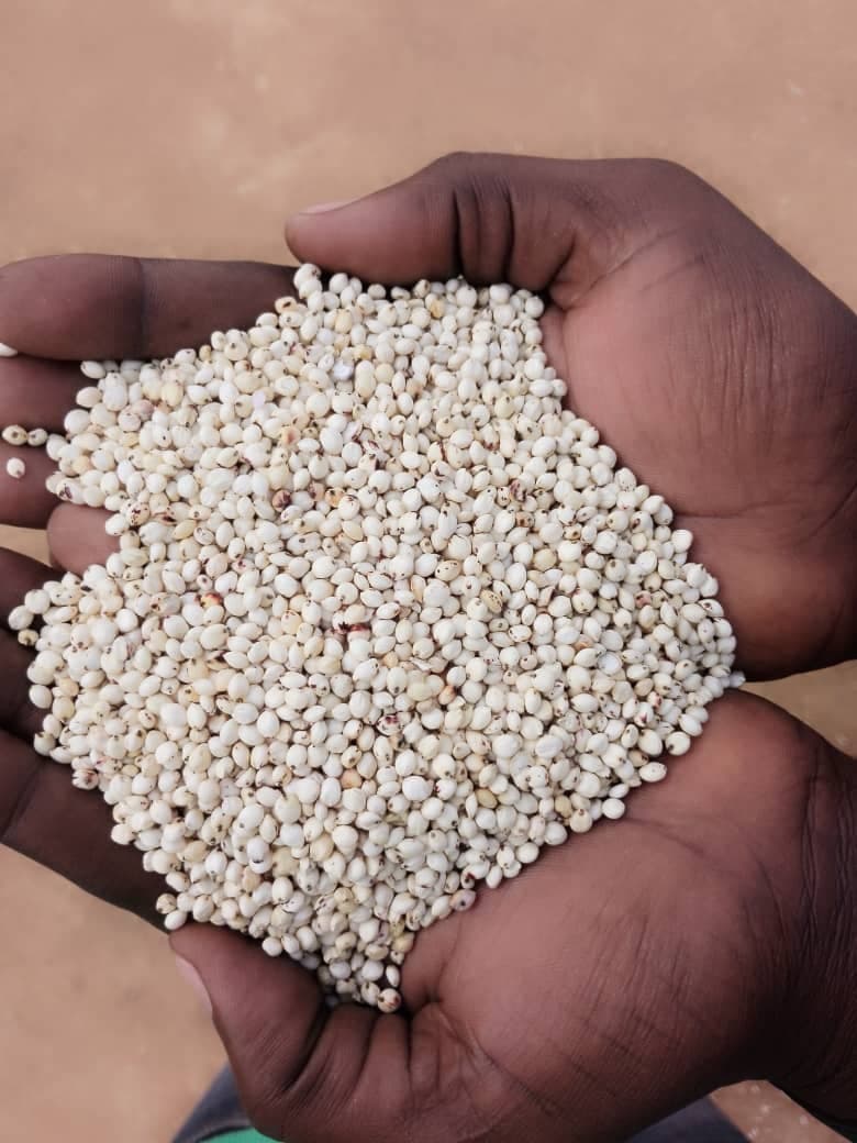 White sorghum (credit: Sahel Agri-Sol / Public domain)