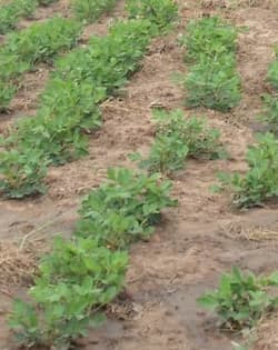 Enhancing Agribusiness Through Contract Farming