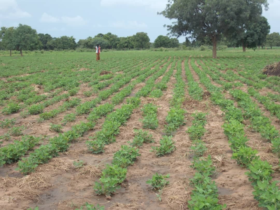 Erdnüsse sind eine wichtige Nahrungspflanze, die in vielen Teilen der Welt angebaut wird. Sie sind eine gute Quelle für Proteine und Fette. (Sahel Agri-Sol / Adalidda / gemeinfrei)