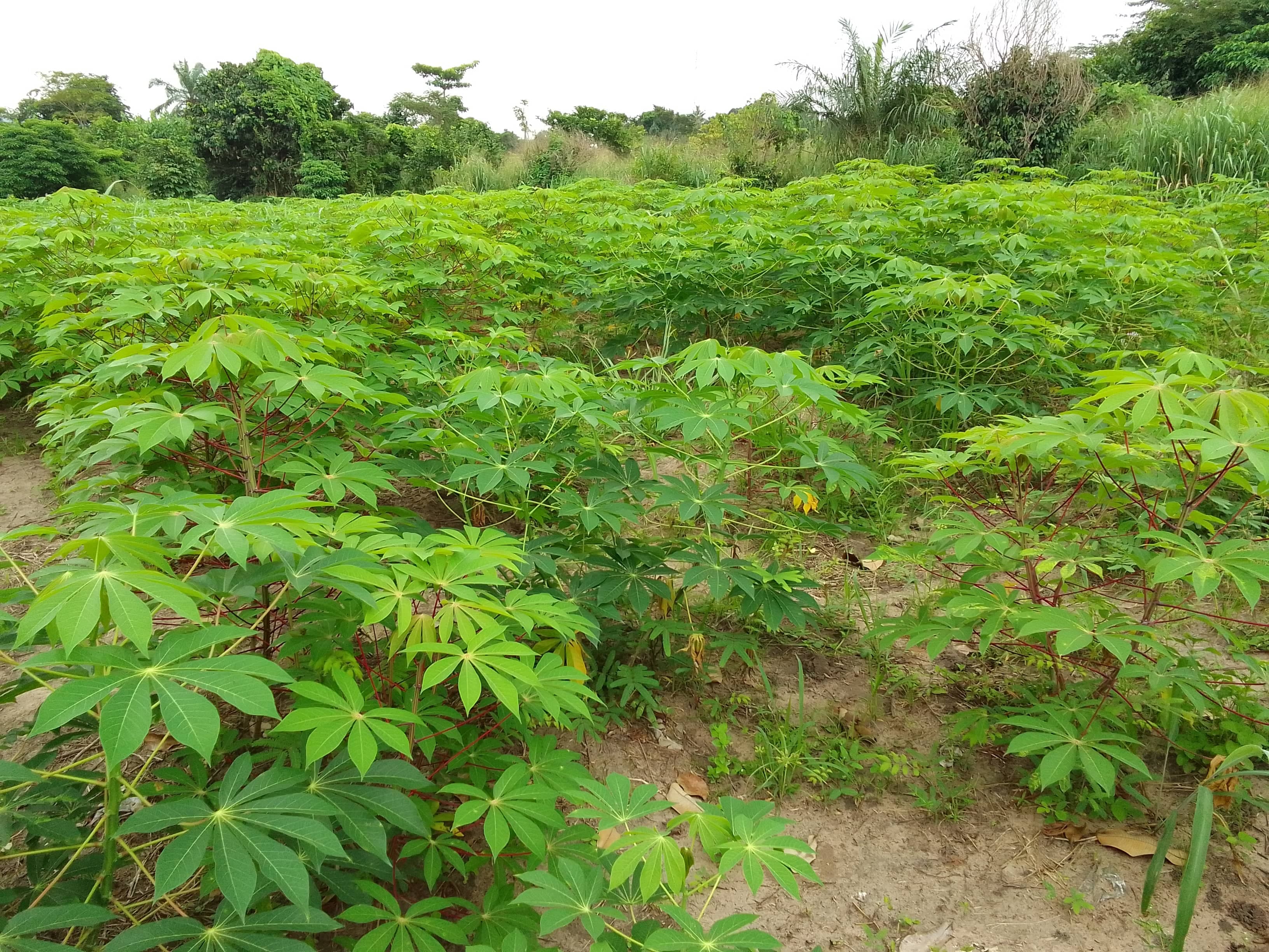 Maniokfeld (Sahel Agri-Sol / Adalidda / gemeinfrei)