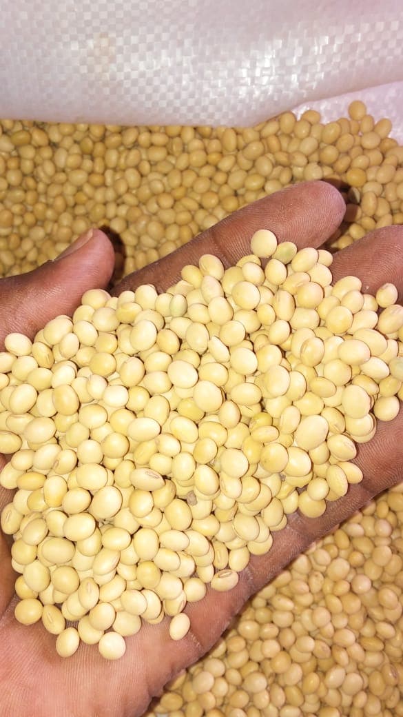 साफ़ की गई सोयाबीन (Sahel Agri-Sol / Adalidda / सार्वजनिक डोमेन)