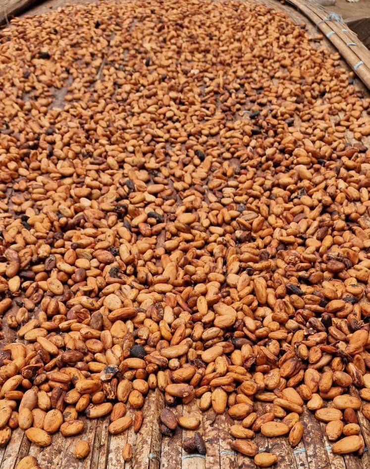 Dried Cocoa beans. Origin: Ivory Coast (credit: Sahel Agri-Sol / Public domain)