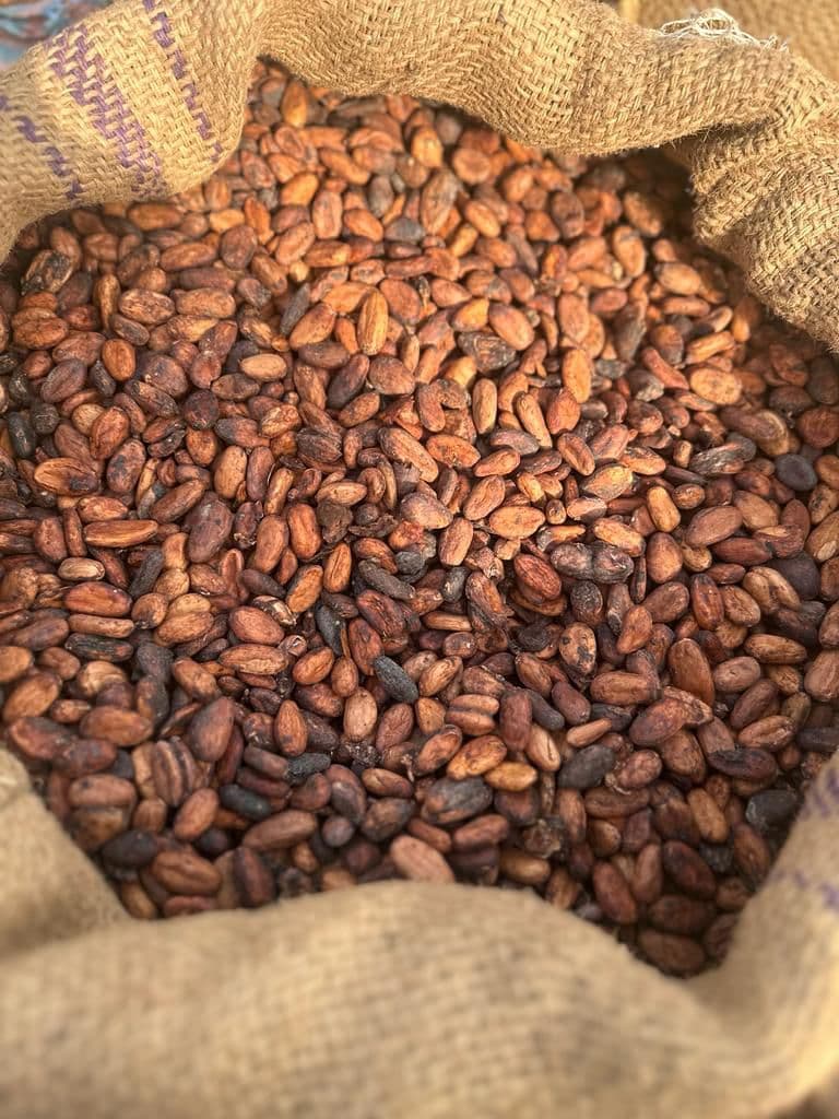 Dried Cocoa beans. Origin: Nigeria (credit: Sahel Agri-Sol / Public domain)