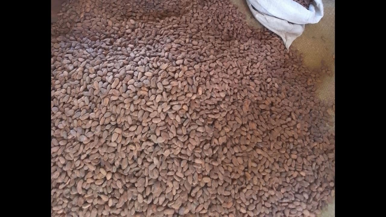 Dried Cocoa beans. Origin: Nigeria (credit: Sahel Agri-Sol / Public domain)