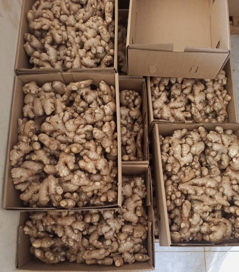 Świeży imbir (Sahel Agri-Sol / Adalidda / domena publiczna)