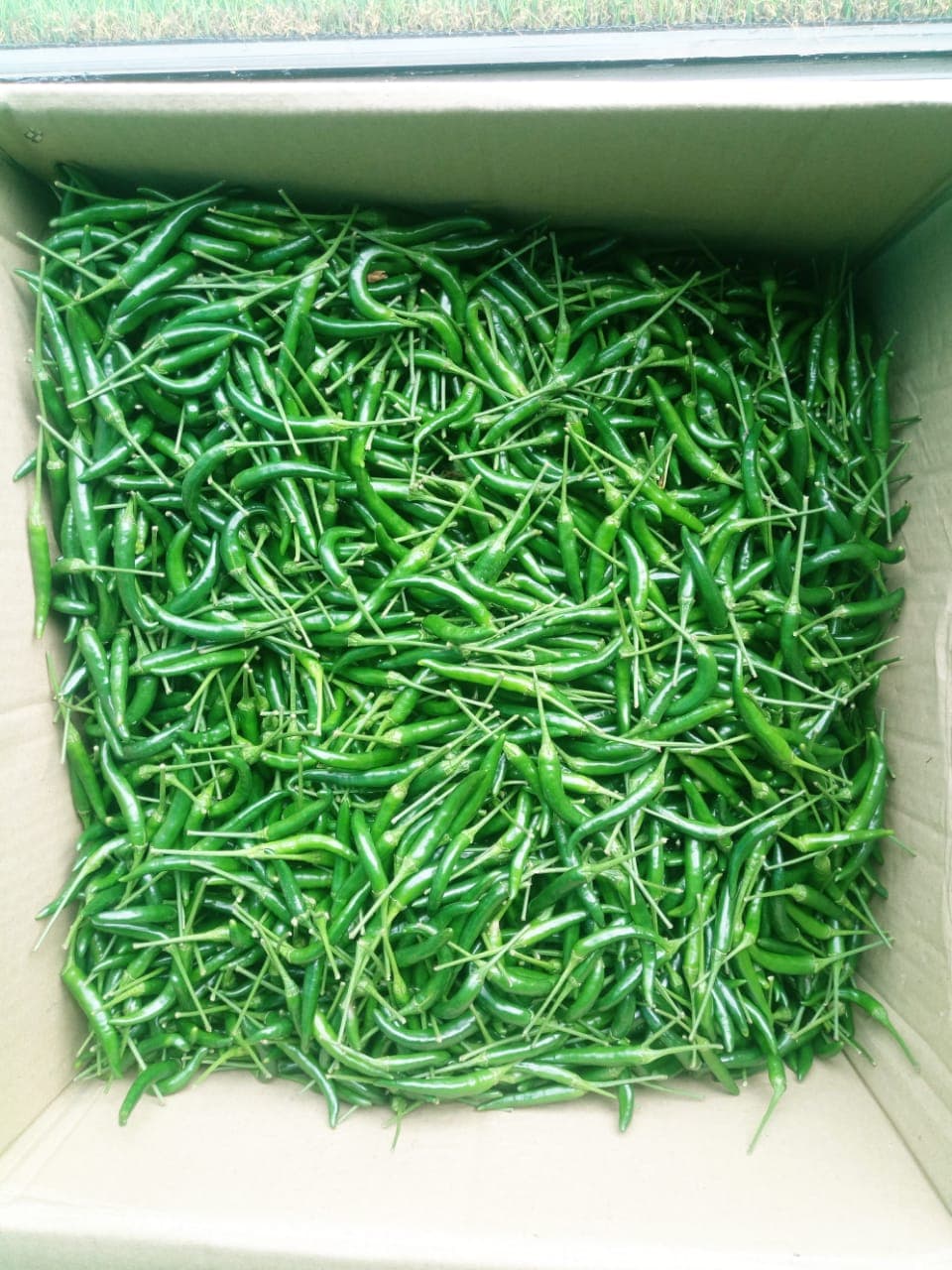 Fresh green chillies (Sahel Agri-Sol / Adalidda / Public Domain)