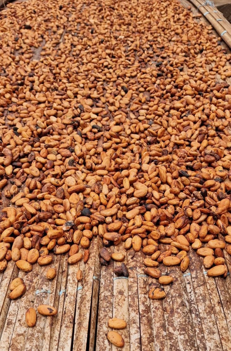 Cocoa beans origin Ivory Coast (Sahel Agri-Sol / Adalidda / Public Domain)