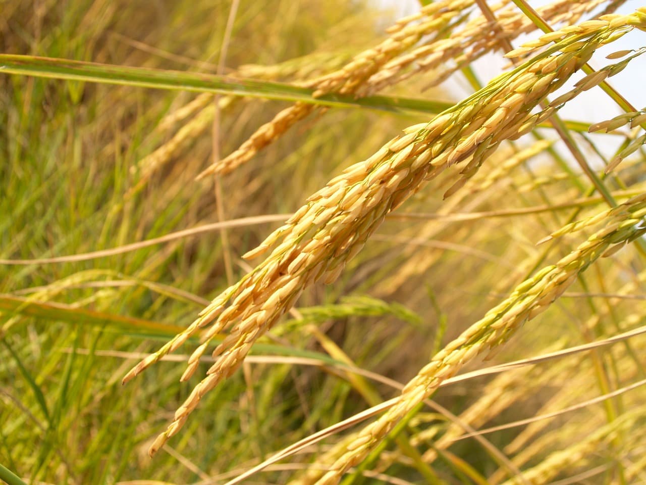 نبتة الأرز (Pixabay / الملكية العامة)