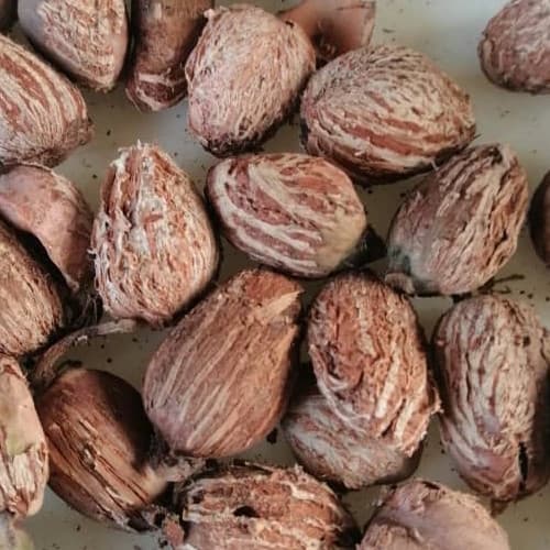 Sahel Agri-Sol褶木果：天然多功能原料，来自西非