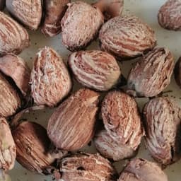 Scopri le Noci di Karité Premium di Sahel Agri-Sol