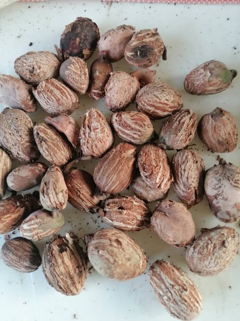 Shea nuts (Sahel Agri-Sol / Adalidda / Public Domain)