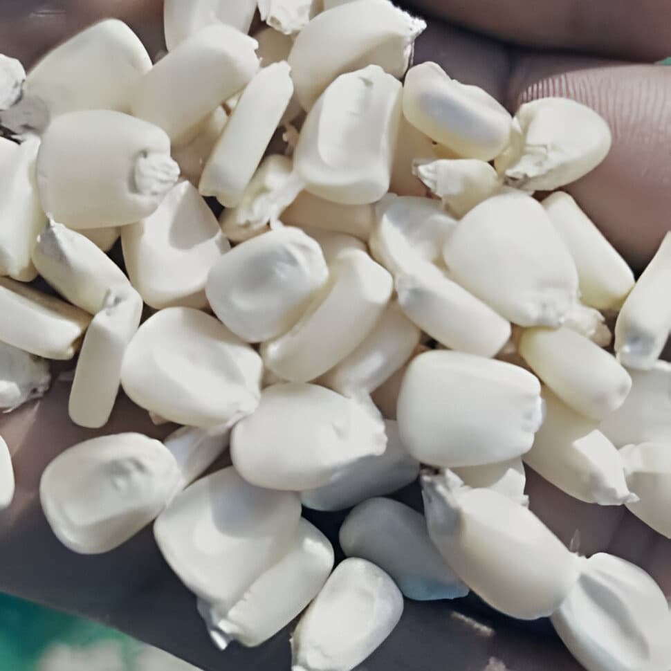 الذرة البيضاء غير المعدلة وراثيًا (Sahel Agri-Sol / Adalidda / الملكية العامة)