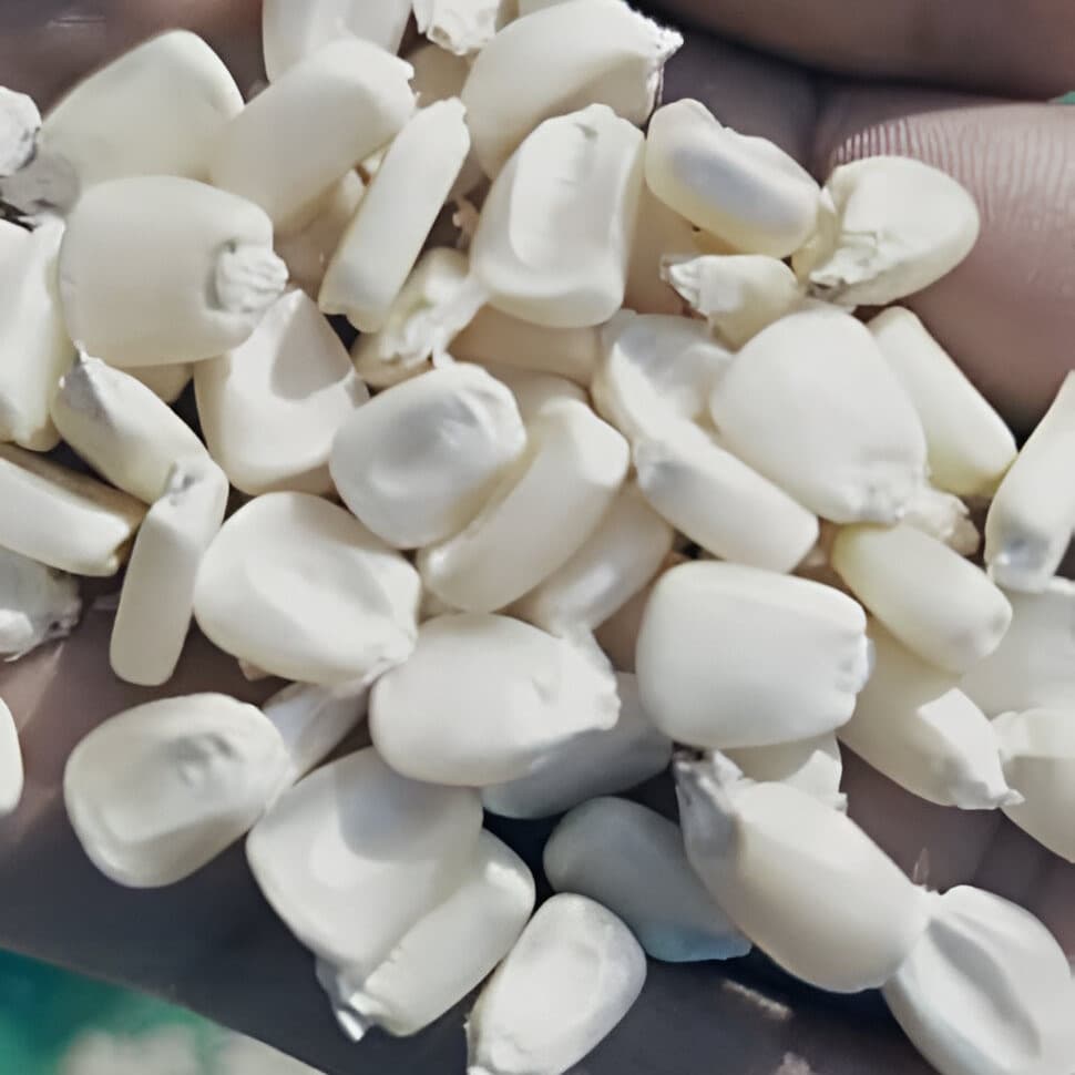 Non-GMO white corn (Sahel Agri-Sol / Adalidda / Public Domain)