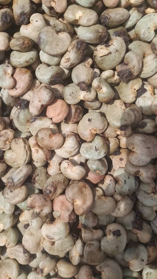 Rohe Cashewnüsse (Quelle: Sahel Agri-Sol / Adalidda / Public Domain)