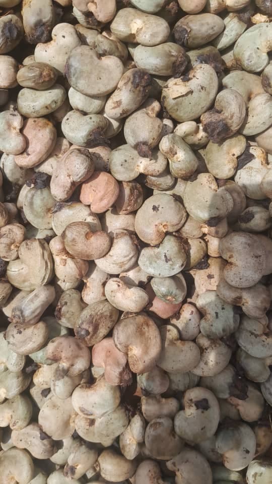 Nueces de anacardo crudas (crédito: Sahel Agri-Sol / Adalidda / Dominio público)