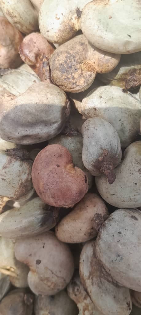 Rohe Cashewnüsse (Quelle: Sahel Agri-Sol / Adalidda / Public Domain)