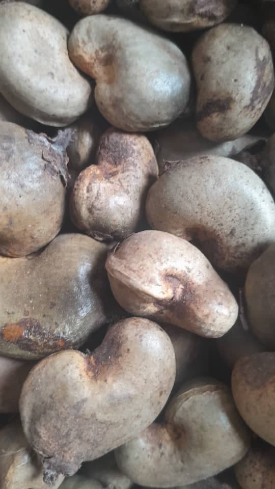 Rohe Cashewnüsse (Quelle: Sahel Agri-Sol / Adalidda / Public Domain)