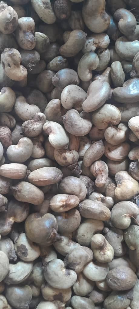 Rohe Cashewnüsse (Quelle: Sahel Agri-Sol / Adalidda / Public Domain)