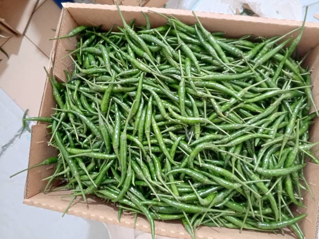 Pimentas verdes frescas (Sahel Agri-Sol / Adalidda / Domínio Público)