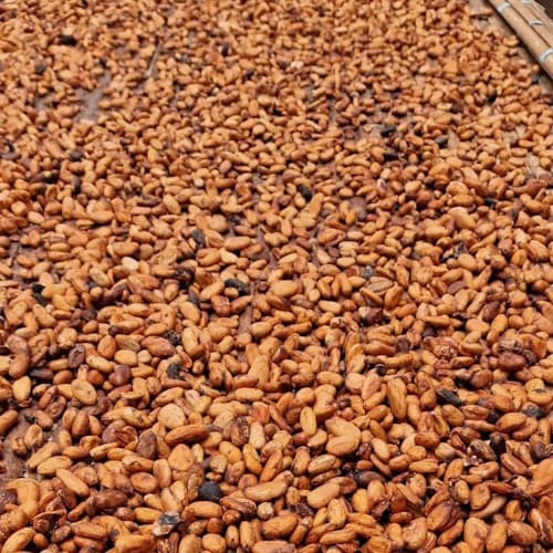 ஐவரி கோஸ்ட் கோகோ பீன்ஸ் Sahel Agri-Sol | தரம் & நிலைத்தன்மை