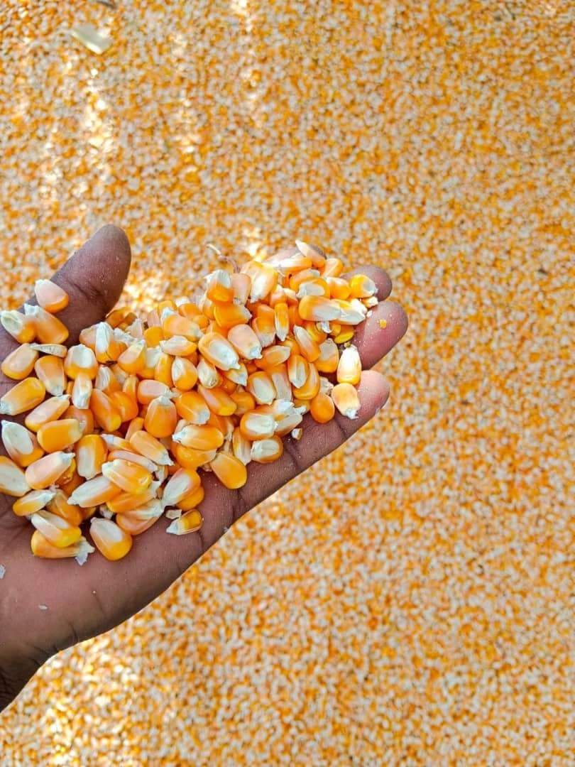 விலங்குகளின் தீவனத்திற்கு மக்காச்சோளம் (Sahel Agri-Sol / Adalidda / பொது உரிமம்)