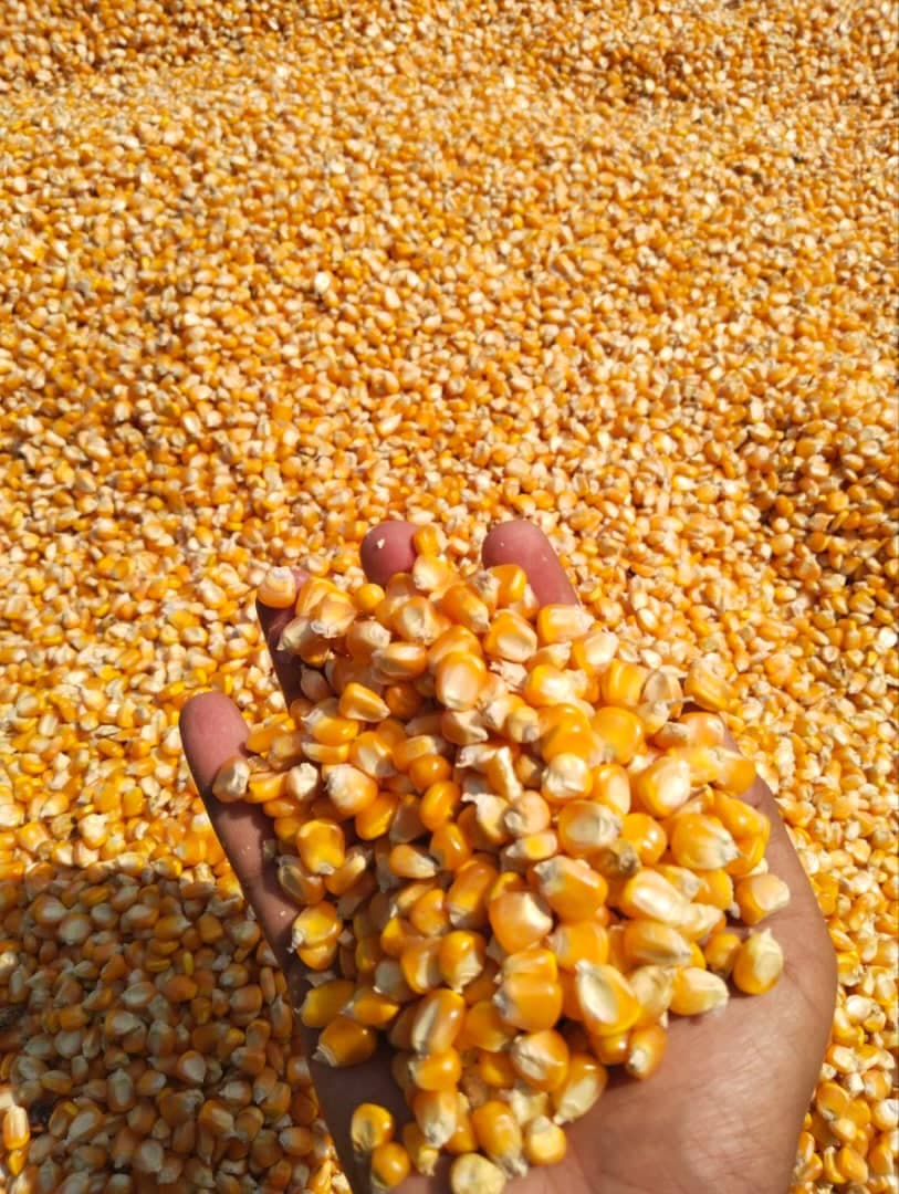 விலங்குகளின் தீவனத்திற்கு மக்காச்சோளம் (Sahel Agri-Sol / Adalidda / பொது உரிமம்)