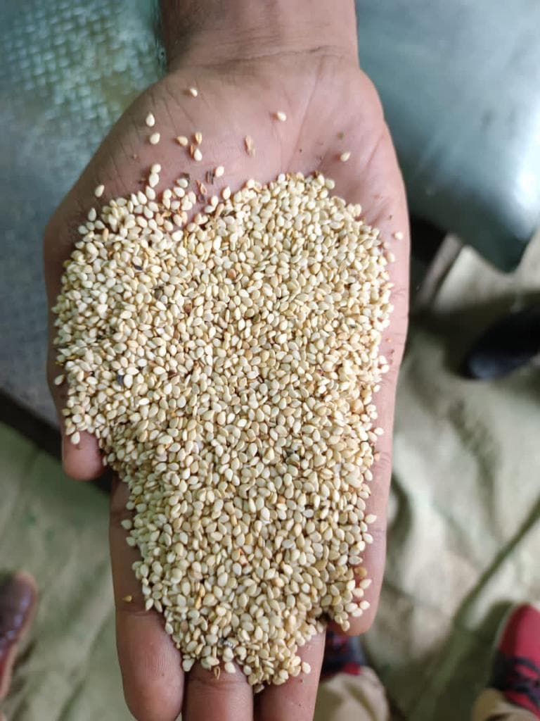 भूरा - मिश्रित तिल (श्रेय: Sahel Agri-Sol / Adalidda / सार्वजनिक डोमेन)