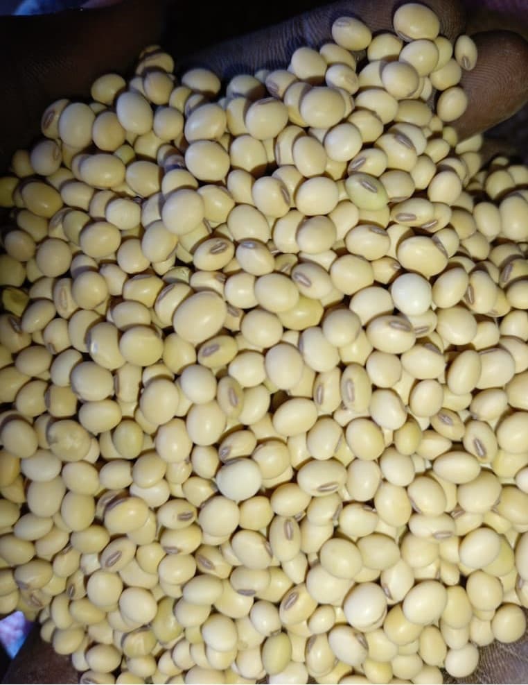 Semillas de Soja No Transgénicas | Calidad Premium