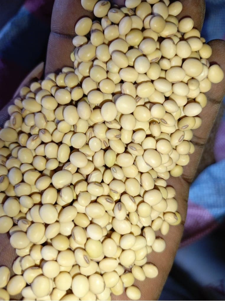 대두 곡물 (Sahel Agri-Sol / Adalidda / 퍼블릭 도메인)
