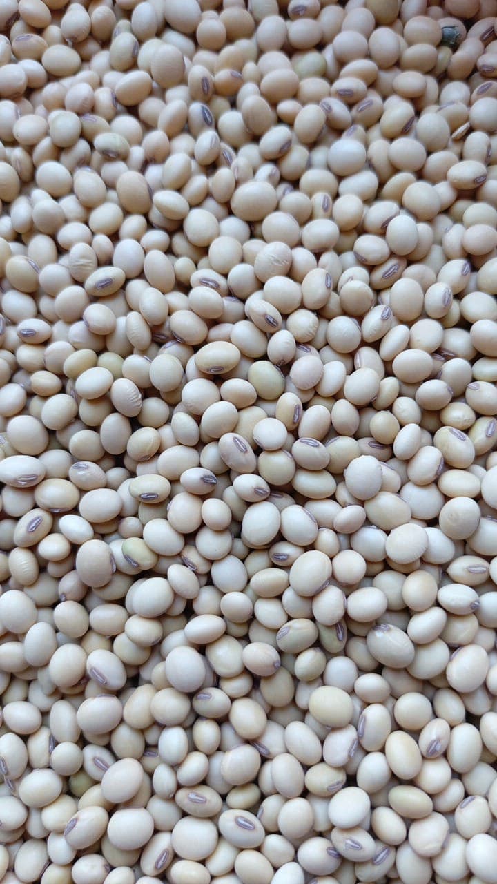 대두 곡물 (Sahel Agri-Sol / Adalidda / 퍼블릭 도메인)