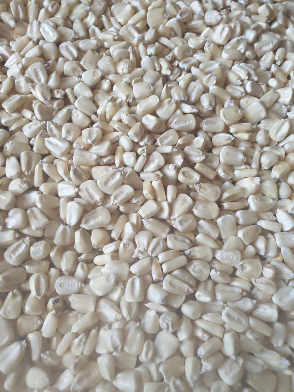 الذرة البيضاء غير المعدلة وراثيًا (Sahel Agri-Sol / Adalidda / الملكية العامة)